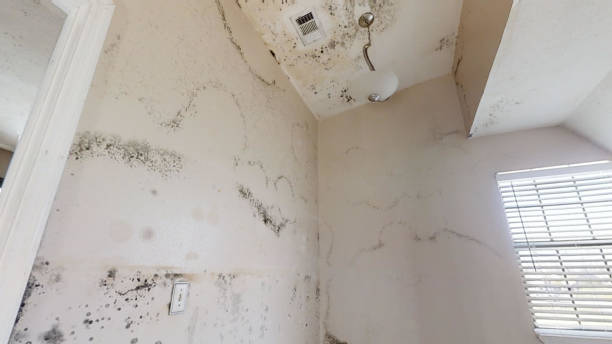 Best Mold Damage Restoration  in Andrews, SC