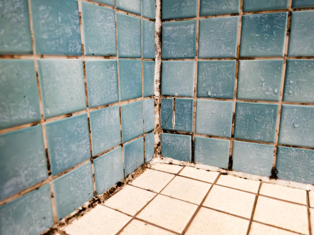 Best Industrial Mold Remediation  in Andrews, SC
