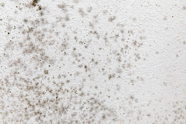 Best Comprehensive Air Testing for Mold Contaminants  in Andrews, SC