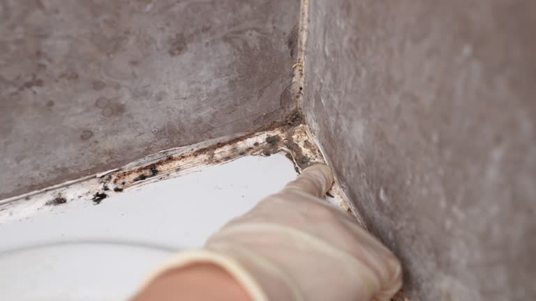 Best Industrial Mold Remediation  in Andrews, SC